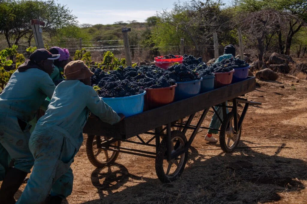 Kenyan wine crafted by hand at La Sambara estate, Meru